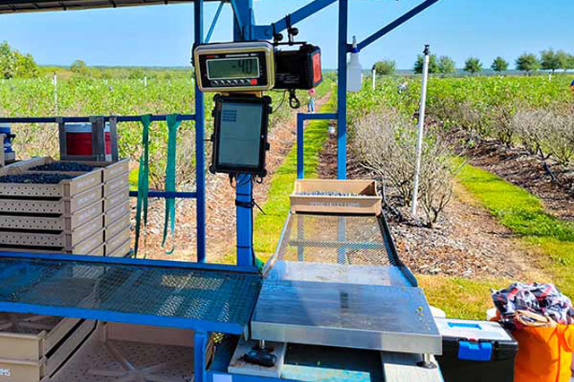 Agriculture Floor Scale