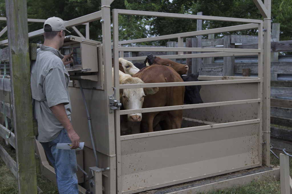 Livestock Weight Recordkeeping